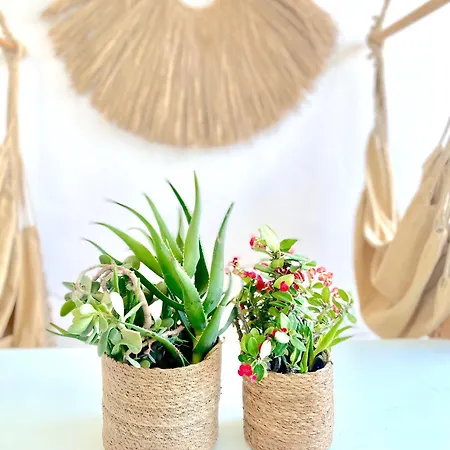 Lemon Tree House, Golden